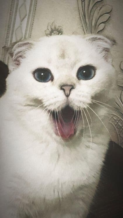 scottish fold shinshila — 3