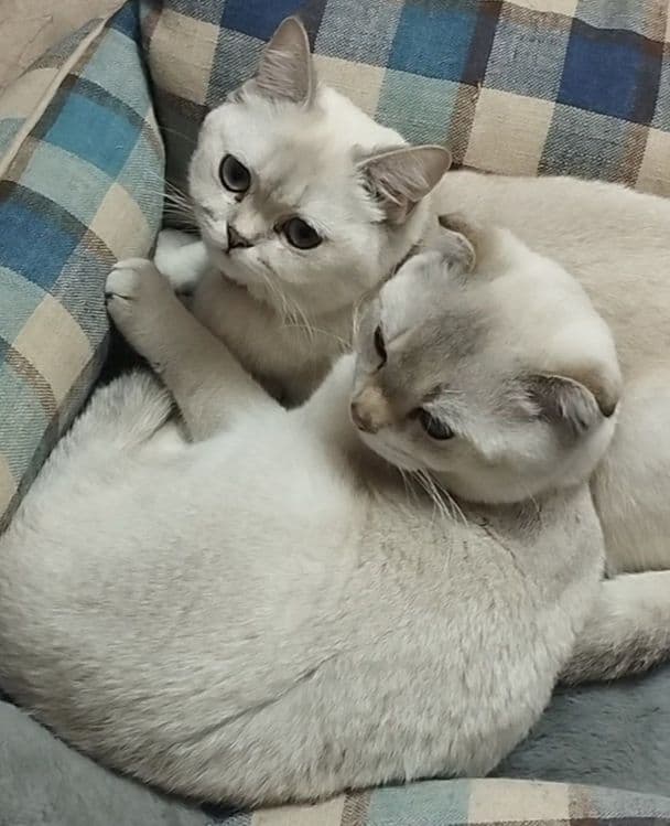 scottish fold shinshila — 4