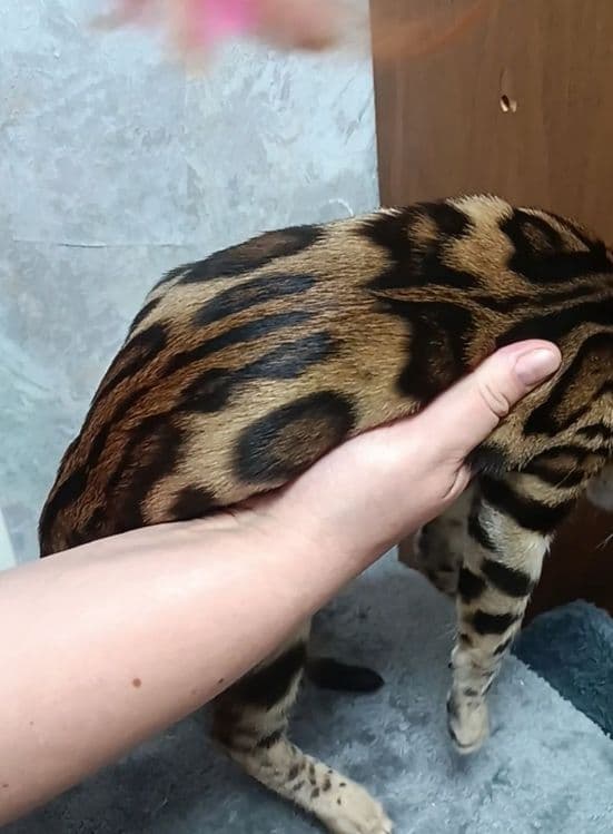 Бенгальские котята в окрасе классический браун. Премиальная линия — 2