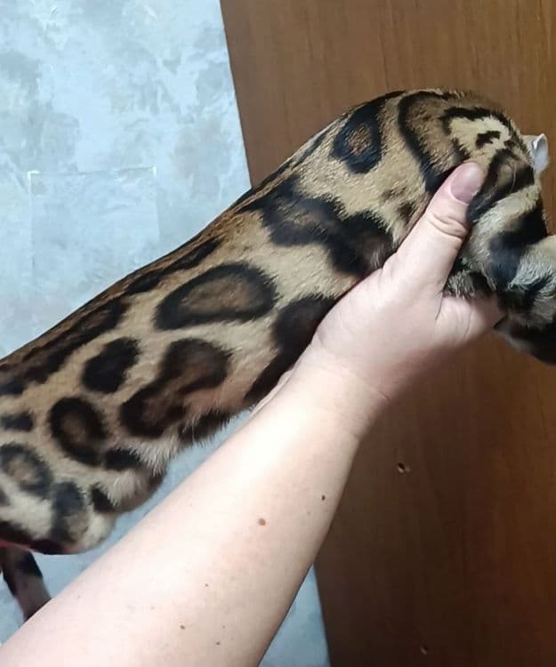 Бенгальские котята в окрасе классический браун. Премиальная линия — 3