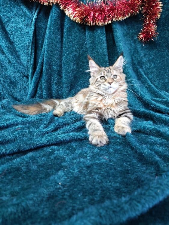 Котята мейнкун продаются — 1
