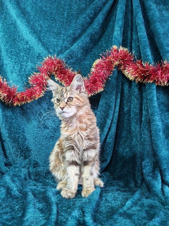 Котята мейнкун продаются — 2
