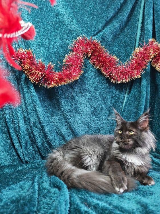 Котята мейнкун продаются — 3