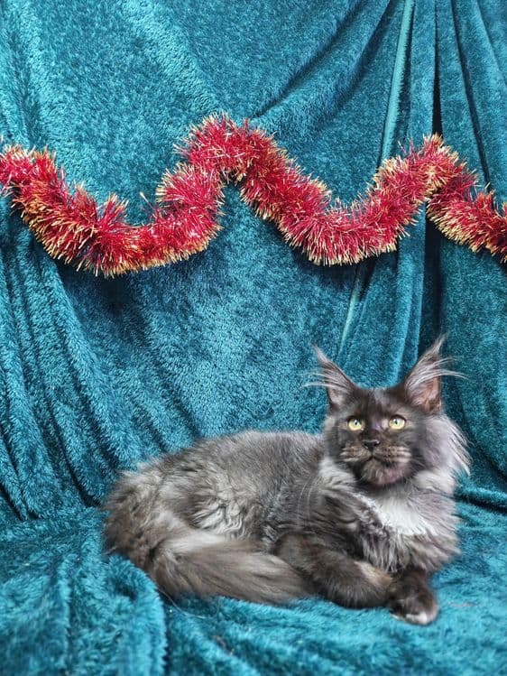 Котята мейнкун продаются — 4
