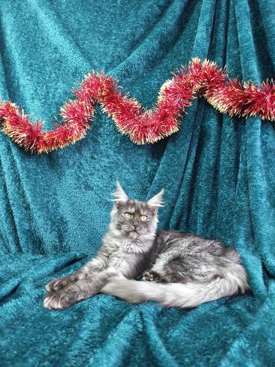 Котята мейнкун продаются — 5