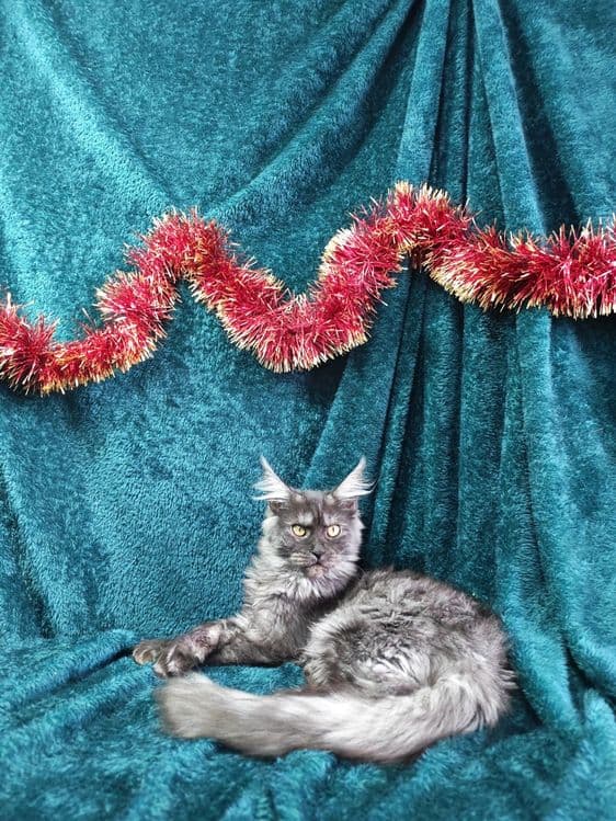 Котята мейнкун продаются — 6
