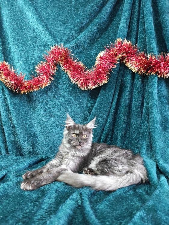 Котята мейнкун продаются — 7