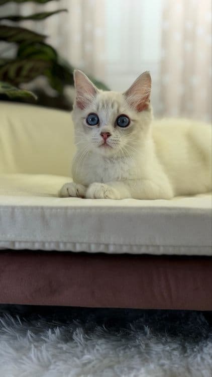 Рэггдоллы чистокровные — 3