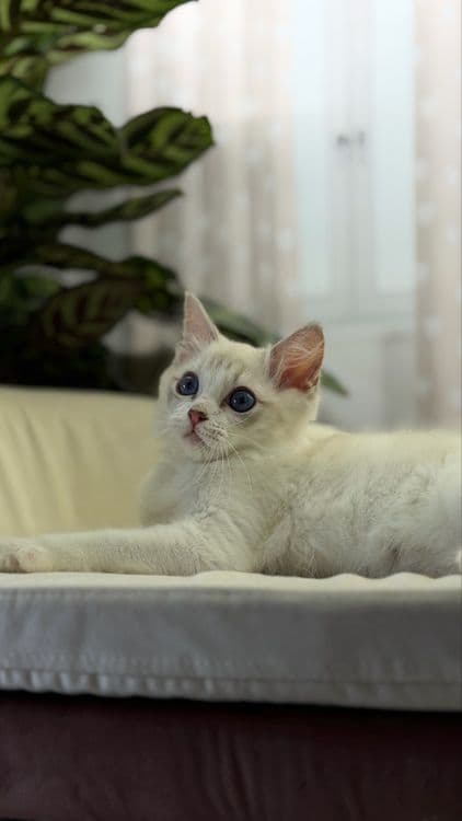Рэггдоллы чистокровные — 4