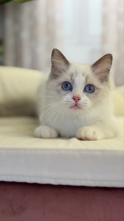 Рэггдоллы чистокровные — 5