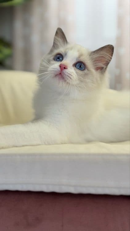 Рэггдоллы чистокровные — 6