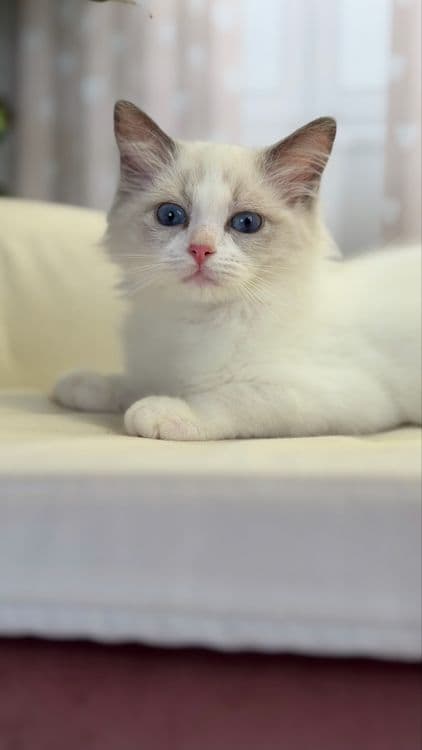 Рэггдоллы чистокровные — 7