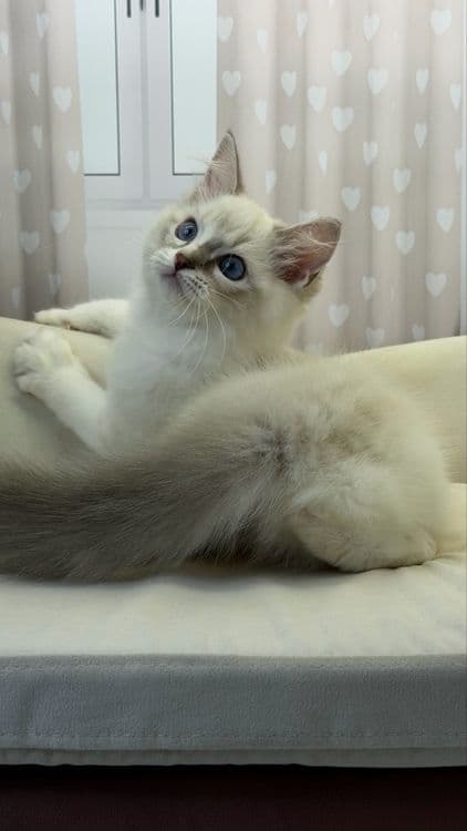 Рэггдоллы чистокровные — 8