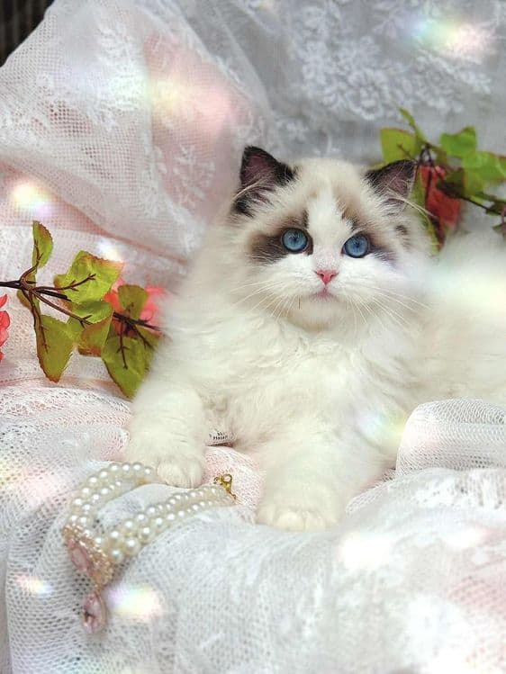 Регдоллы самые лучшые — 3