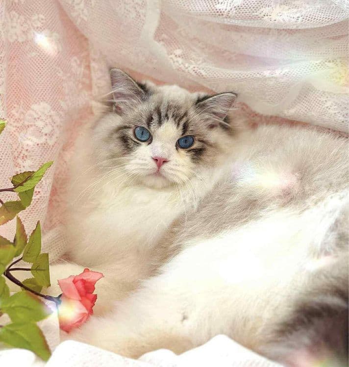 Регдоллы самые лучшые — 4