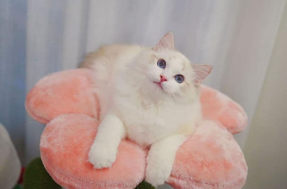 Регдоллы самые лучшые — 5