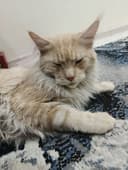 Maine coon mushuk кошка