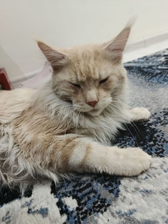 Maine coon mushuk кошка