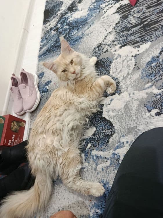 Maine coon mushuk кошка — 2
