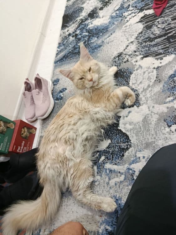 Maine coon mushuk кошка — 3