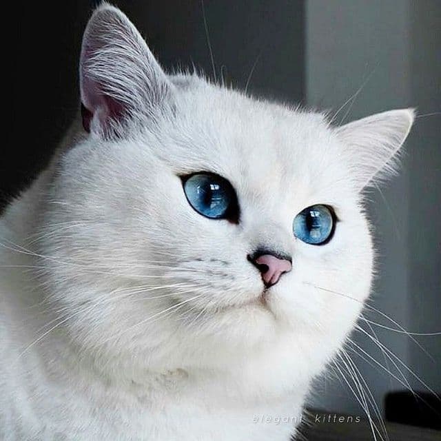 Британский КОБИ шиншилла — 4