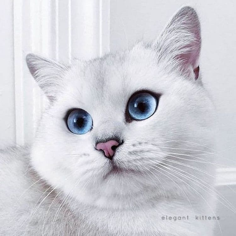 Британский КОБИ шиншилла — 5