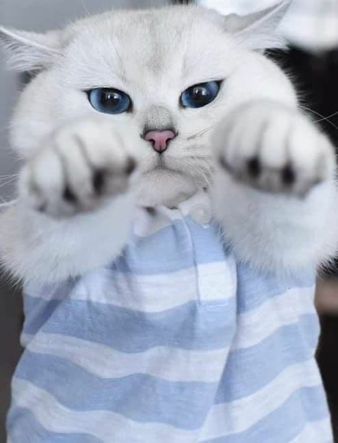 Британский КОБИ шиншилла — 7