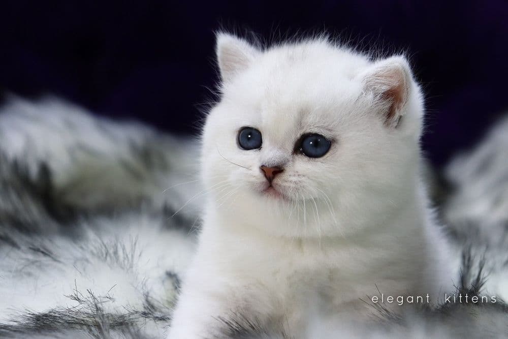 Британские Шотландские Серебристые поинт шиншиллы — 5