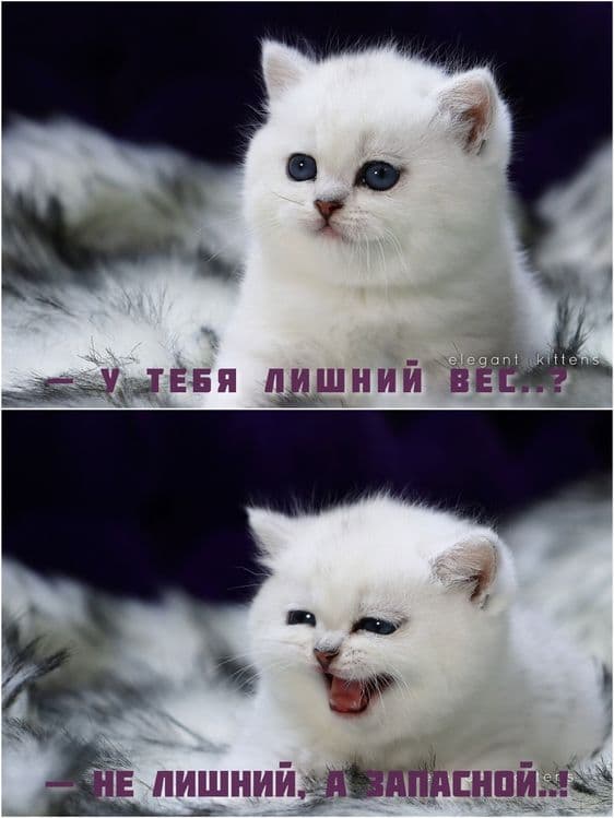 Британские Шотландские Серебристые поинт шиншиллы — 7