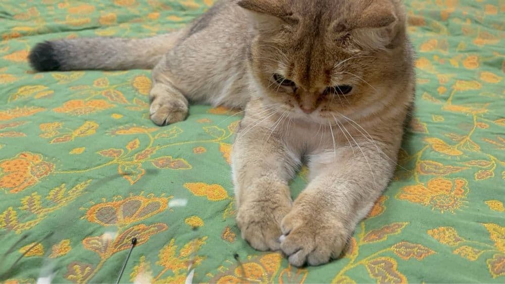 Чистокровная кошка.Британская золотая шиншилла.Девочка — 2