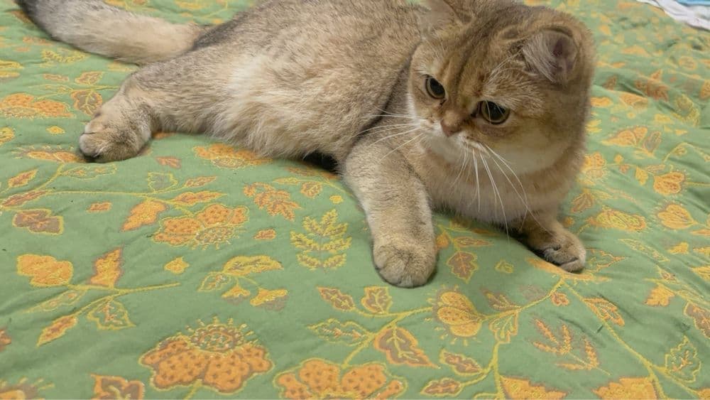 Чистокровная кошка.Британская золотая шиншилла.Девочка — 3