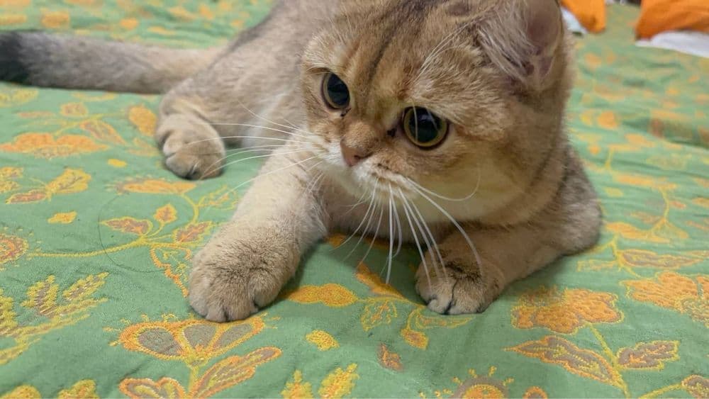 Чистокровная кошка.Британская золотая шиншилла.Девочка — 4