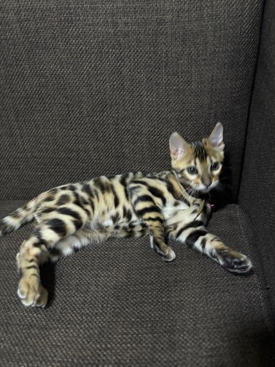 Срочно продается Бенгальская кошка — 3