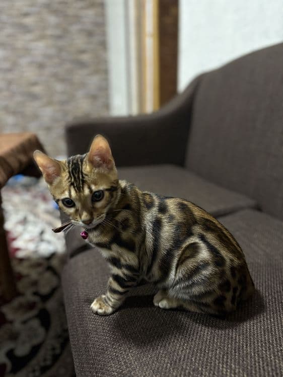 Срочно продается Бенгальская кошка — 5