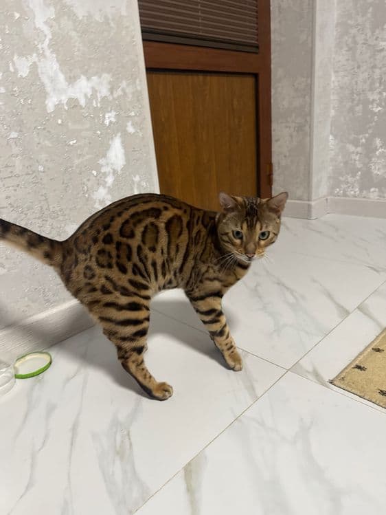 Bengal rozetka mushugi — 1