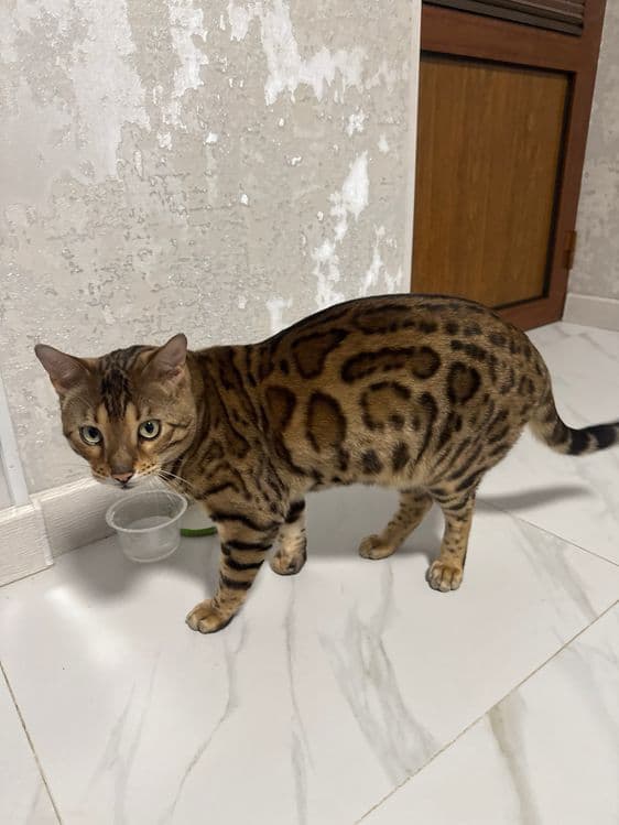 Bengal rozetka mushugi — 2