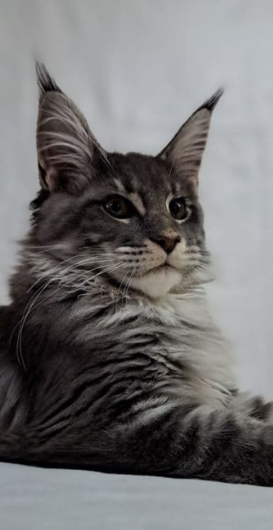 Продам котят мейнкунов — 2