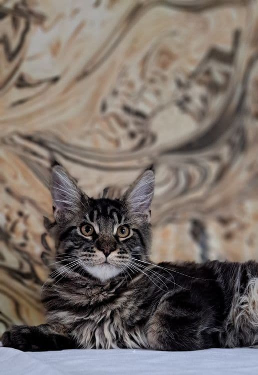 Продам котят мейнкунов — 3