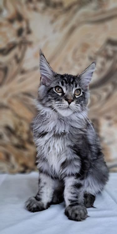 Продам котят мейнкунов — 4