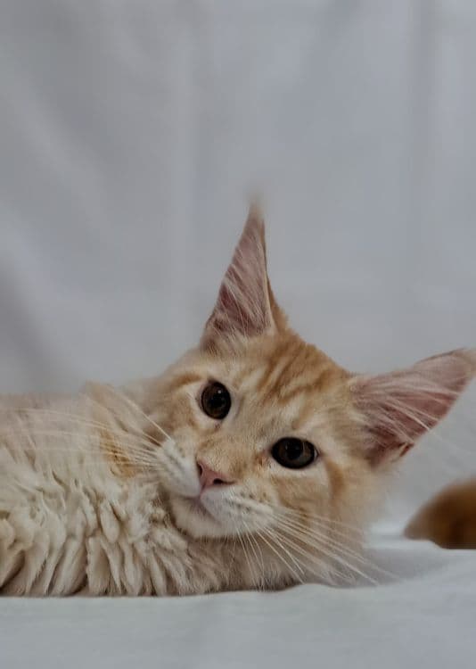 Продам котят мейнкунов — 7
