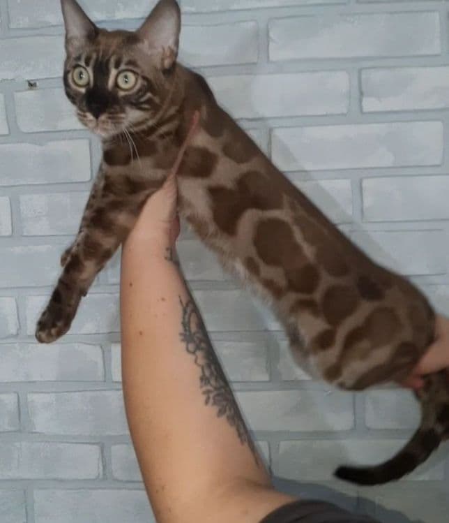 Бенгальские котята — 3