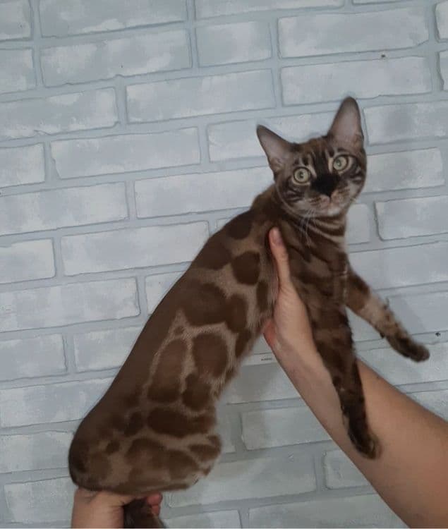 Бенгальские котята — 4