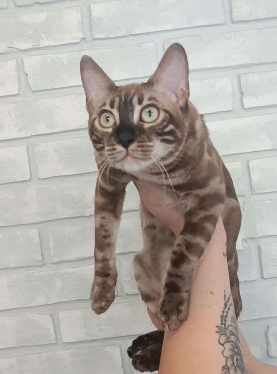 Бенгальские котята — 5