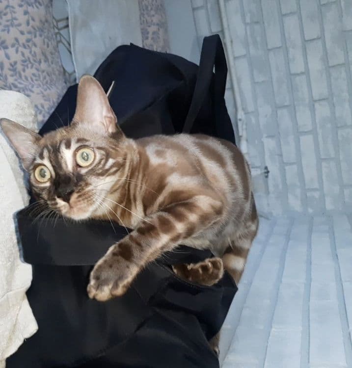 Бенгальские котята — 6