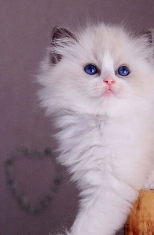 Регдоллы чистокровные — 2