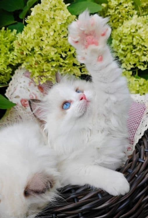 Регдоллы чистокровные — 3
