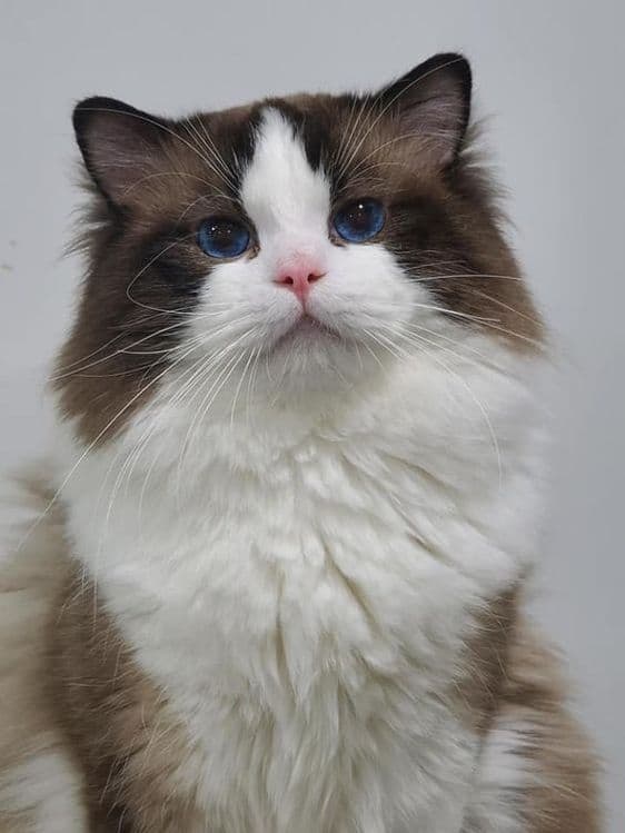 Регдоллы чистокровные — 4