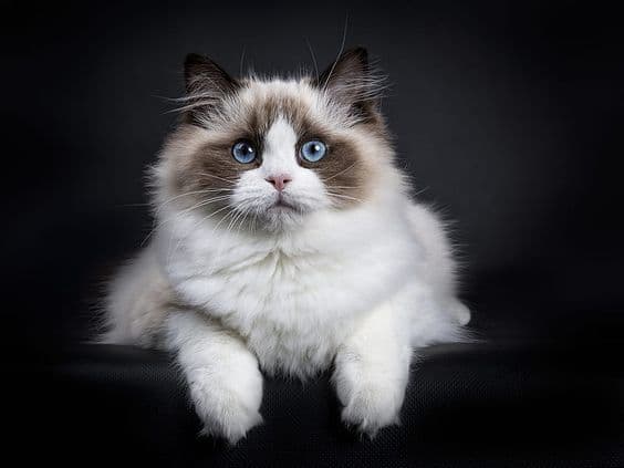 Регдоллы чистокровные — 5