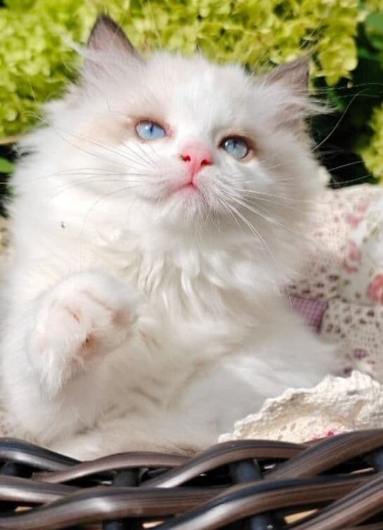 Регдоллы чистокровные — 7