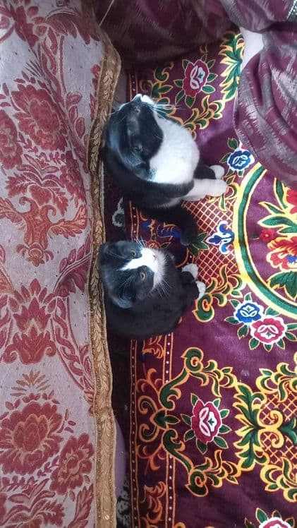 Chiroyli mushuk ikkita — 2